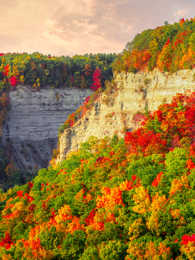a-beatuiful-shot-of-colorful-autumn-tres-on-a-clif-2026-03-26-10-16-41-utc.jpg